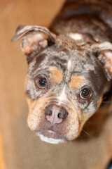 A closeup of a cute English Bulldog looking at camera. Beautiful young dog, best friend concept 