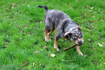English bulldog playing with stick on green grass in the park. Space for text