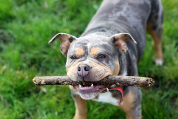 English bulldog playing with stick on green grass in the park. Space for text
