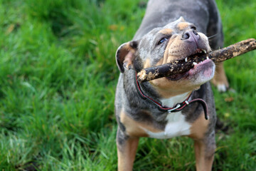 English bulldog playing with stick on green grass in the park. Space for text