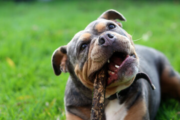 English bulldog playing with stick on green grass in the park. Space for text