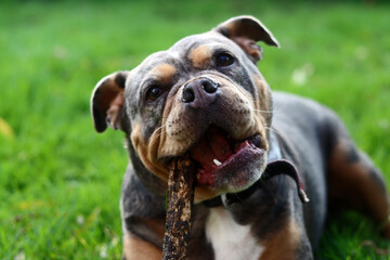 English bulldog playing with stick on green grass in the park. Space for text
