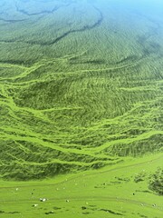 Algal bloom in water showing patterns and textures during a clear day