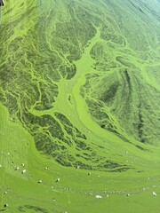 Green algae bloom in a lake showing intricate patterns under sunlight during a summer afternoon