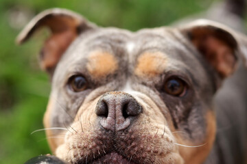 A closeup of a cute English Bulldog looking at camera. Beautiful young dog, best friend concept 
