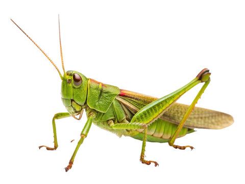 Vibrant, detailed green meadow grasshopper with prominent black eyes and long antennae, exhibiting a natural chitinous exoskeleton, is captured in a side profile, isolated on transparent background.