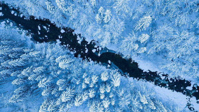 Aerial top down view of a snow covered winter forest with a frozen stream cutting through frosted pine trees. Minimal, serene winter landscape captured by drone in cold blue tones.