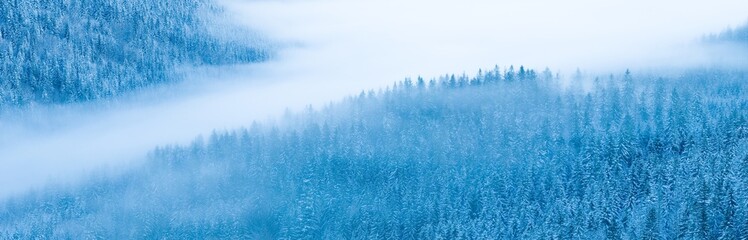 Misty winter forest landscape with layers of snow covered evergreen trees and low clouds. Soft blue...