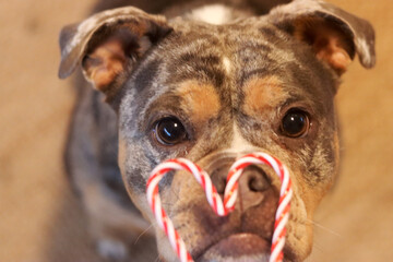 Close up of a dog eating a candy cane and looking at the camera