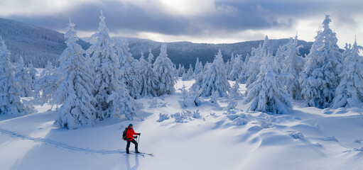 Ski mountaineer touring through a snow covered alpine forest in winter. Pristine landscape with frosted trees, deep snow, and soft winter light, expressing adventure, solitude, and freedom.