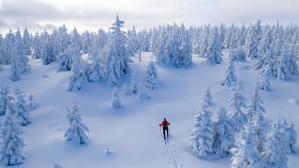 Ski mountaineer touring through a snow covered alpine forest in winter. Pristine landscape with frosted trees, deep snow, and soft winter light, expressing adventure, solitude, and freedom.
