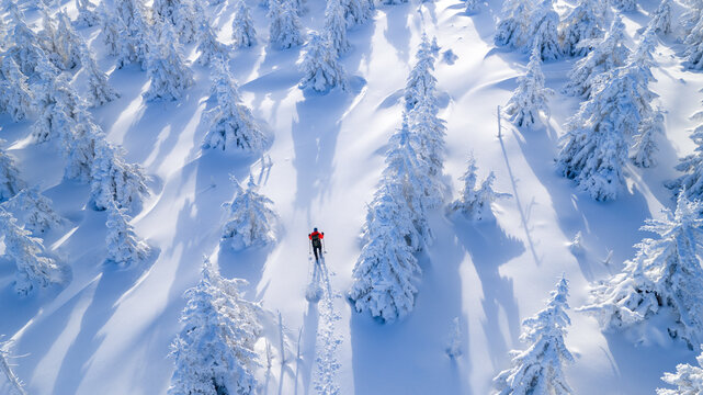 Ski mountaineer touring through a snow covered alpine forest in winter. Pristine landscape with frosted trees, deep snow, and soft winter light, expressing adventure, solitude, and freedom.