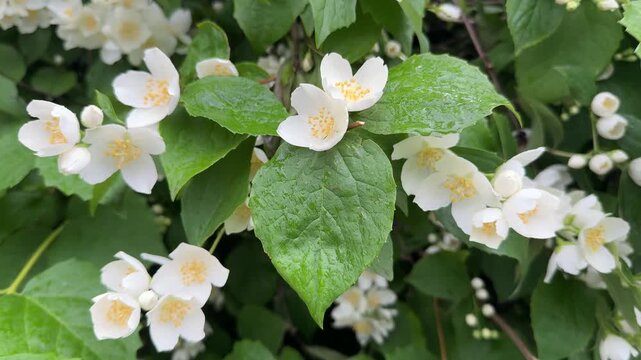 sampaguita jasmine flower blooming in garden background