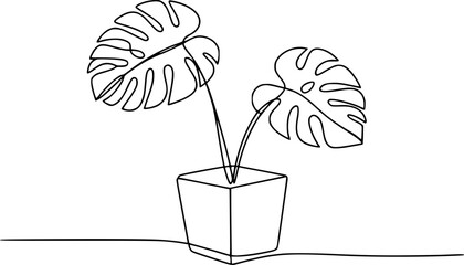 Single of a monstera plant in a square pot a white background leaf