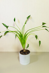 Beautiful exotic houseplant with bright green delicate leaves on long petioles, Alocasia Tiny Dancer is rare variety of Alocasia among lovers of potted houseplants (Lat. Alocasia Tiny Dancer, Araceae)