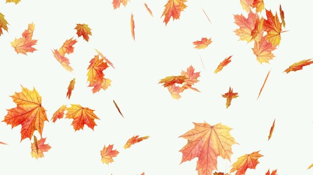 Autumnal maple leaves rotation on white background. Falling autumn leaves- Vibrant autumn leaves gently falling. Falling yellow leaves overlay- Orange autumn leaves flutter down fall season.