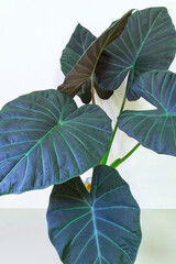 Alocasia Regal Shields large-leaved indoor plant, is popular with potted houseplant enthusiasts (Lat. Alocasia Regal Shields, Araceae). Close-up view, fral background. Growing home plants as a hobby