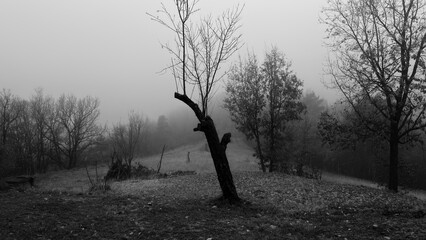 Country roads shrouded in winter fog. Thriller and horror-like landscapes in the Italian countryside. © roberto muratore