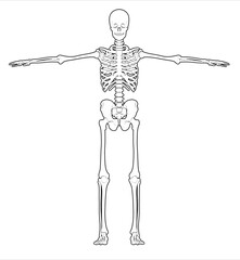 Human skeleton showing anatomy in t-pose illustration