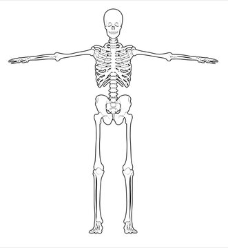 Human skeleton showing anatomy in t-pose illustration