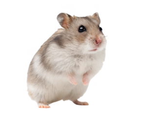 Adorable, fluffy, light-brown Syrian hamster with delicate pink paws and bright, inquisitive black eyes, is captured in a gentle, seated pose against a stark, isolated on transparent background.