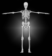 Human skeleton system standing in anatomical position