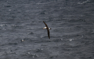 Naklejka premium Antarctica Albatross Wide View Bird in Flight Wings Full Span Over Sea Close to Water Bird Wildlife Birding View From Ship Ocean