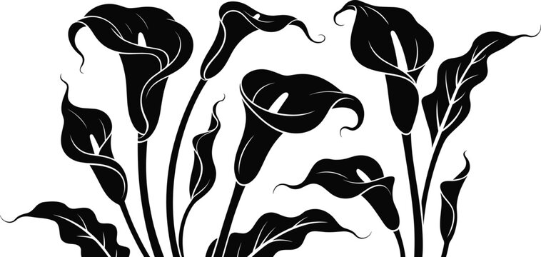 Black and white silhouette of calla lilies and leaves on a white background calla lily flower