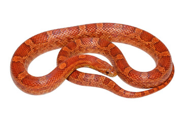 Orange corn snake coiled on grey background