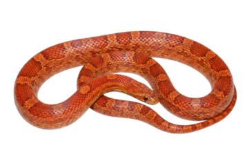 Orange corn snake coiled on grey background
