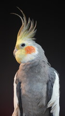 close up of a parrot