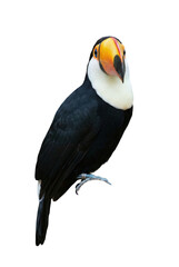 Toco toucan bird perched on grey background