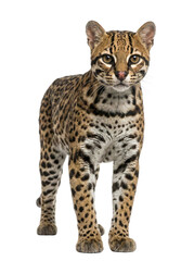 Ocelot wild cat standing on grey background