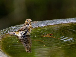 キビタキの幼鳥