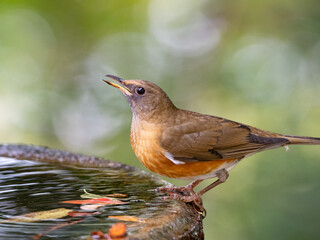 水辺のアカハラ