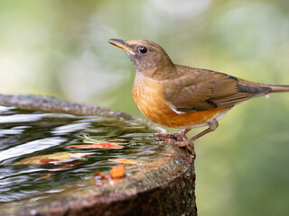 水辺のアカハラ