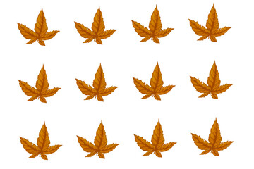 collection of dry leaves without background