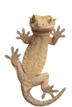 Crested gecko clinging to glass surface underneath