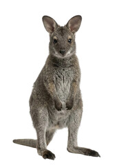 Young wallaby standing upright on grey background