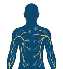 Human nervous system diagram showing upper body nerves and sensory points.