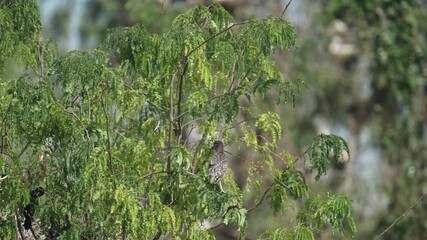 Baby Black-crowned Night Heron on tree birdwatching in the forest.