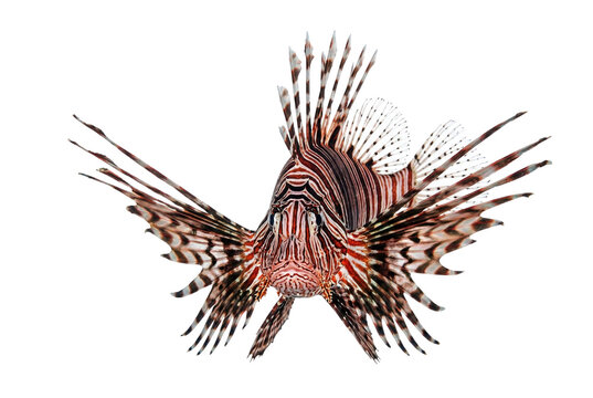 Front view of lionfish with venomous spines