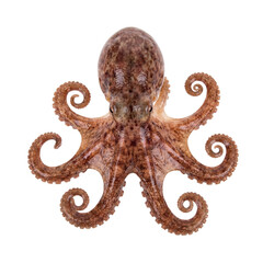 Brown octopus with curled tentacles from above