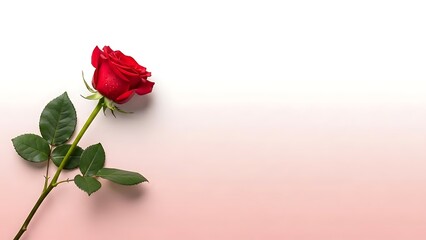 Fototapeta premium Single red rose on a pink and white gradient background.