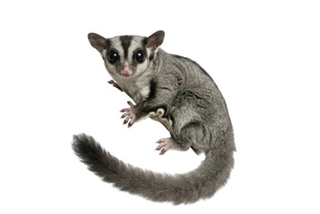 Sugar glider looking curious on gray background