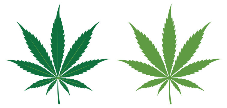 Two green cannabis marijuana leaves side by side, detailed vein texture, hemp plant foliage illustration for botanical and herbal concepts.