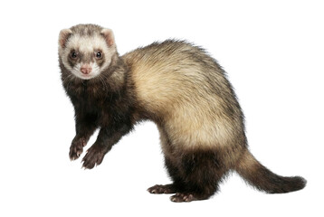 Ferret standing and looking at camera