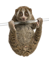 Slow loris hanging from a branch
