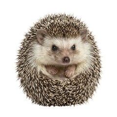 Hedgehog curled into a protective ball
