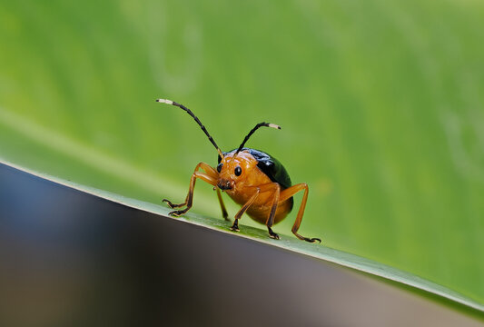 Gemeiner K&uuml;rbisk&auml;fer (Aulacophora femoralis) close up